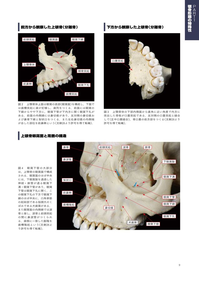 チェアサイドで見る臨床口腔解剖学