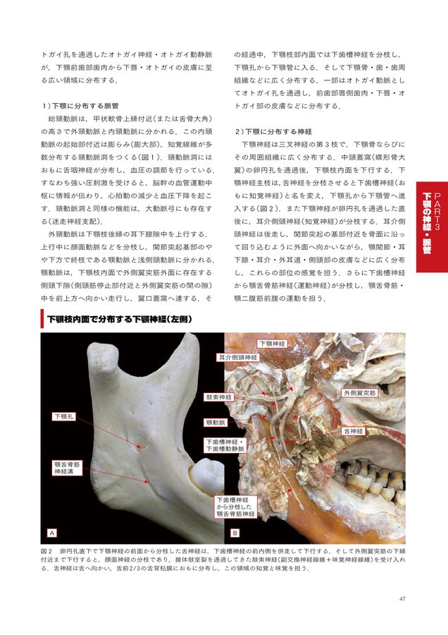 チェアサイドで見る臨床口腔解剖学