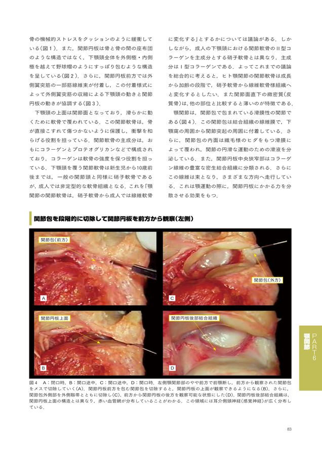 チェアサイドで見る臨床口腔解剖学
